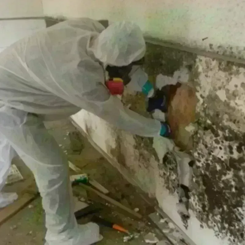 Mold Remediation and Removal in La Selva Beach, CA